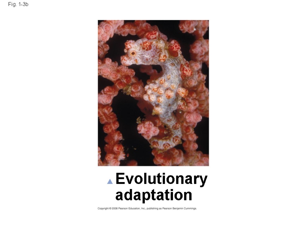 Fig. 1-3b Evolutionary adaptation